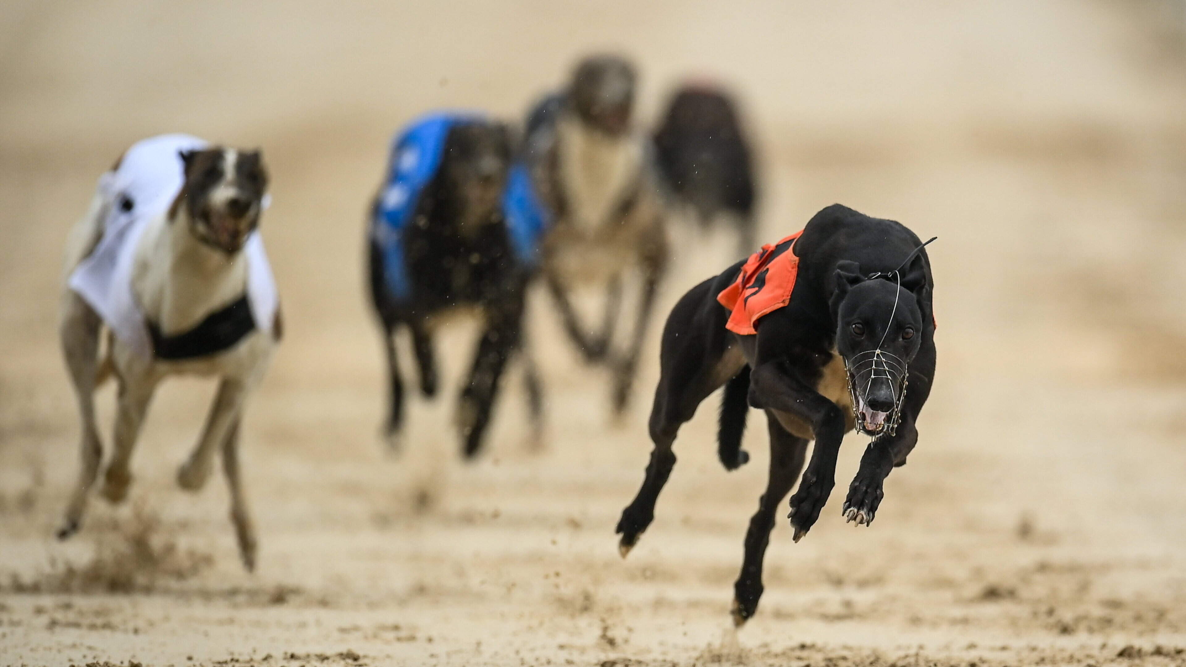 Double for local trainer Whelan at Enniscorthy greyhound stadium